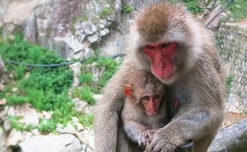 Jigokudani Monkey Park